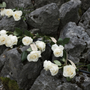 Weiße Rosen wurden auf Steinen am Ort der KZ-Gedenkstätte niedergelegt